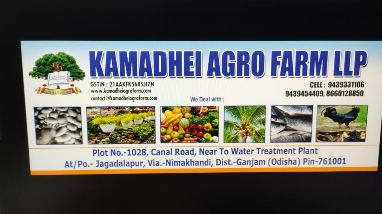 Lush green paddy fields with palm trees in Karnataka - best organic farm land managed by Kamadhei Agro Farm LLP